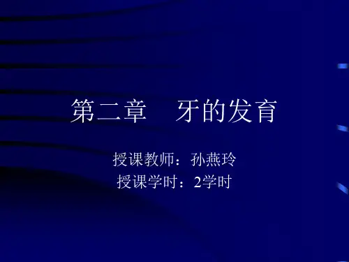 牙的发育