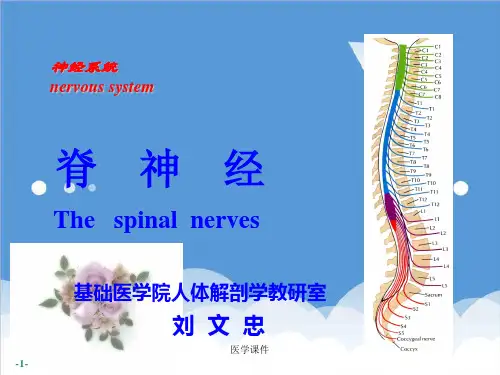 推荐-人体解剖学课件脊神经  课件 精品