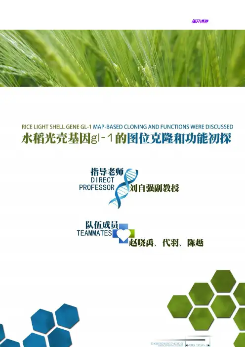 【挑战杯】水稻光壳基因gl-1的图位克隆和功能初探