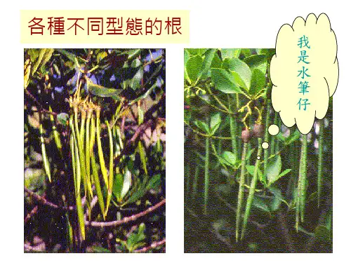 根的种类和作用