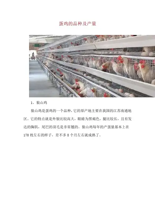 蛋鸡的品种及产量