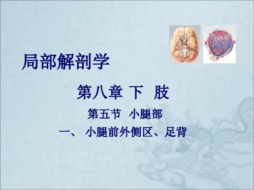 医用局部解剖学小腿前外侧区和足背