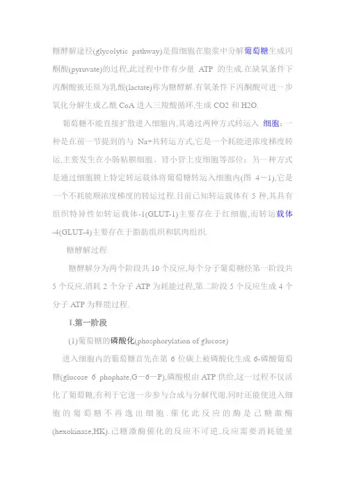 糖酵解途径