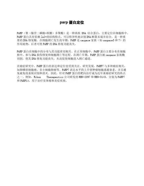 parp蛋白定位