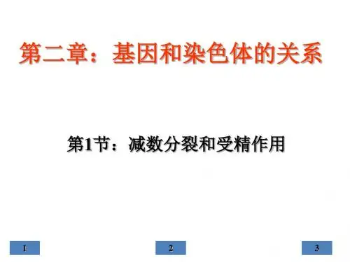 减数分裂和受精作用ppt49