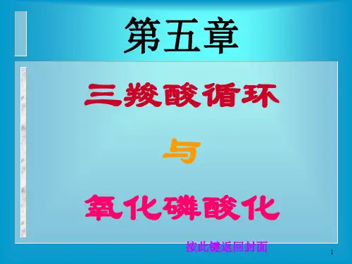 三羧酸循环.PPT