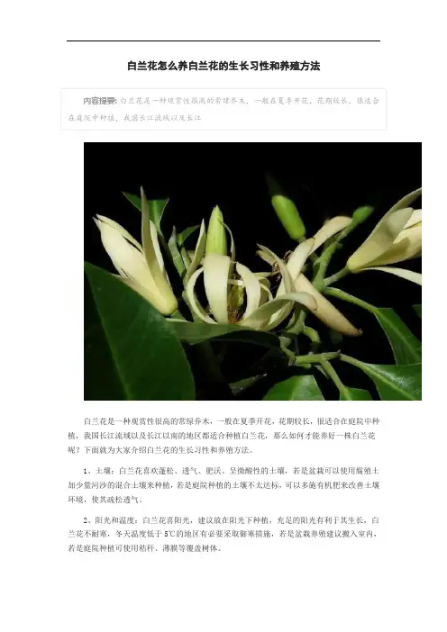 白兰花怎么养白兰花的生长习性和养殖方法