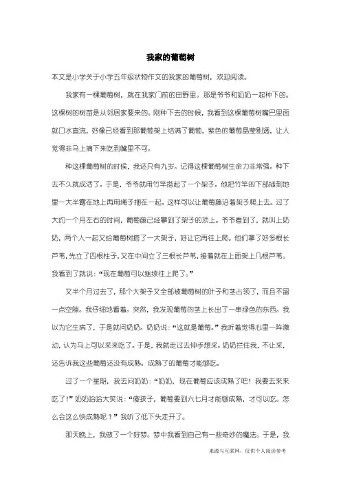 小学五年级状物作文：我家的葡萄树