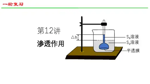 高三生物一轮复习课件19渗透作用