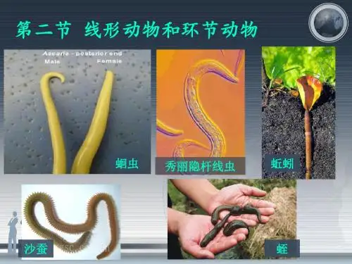第二节、线形动物和环节动物