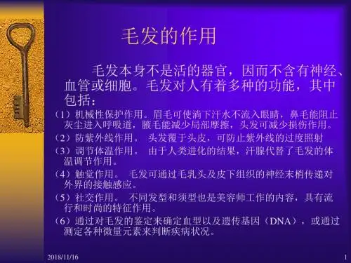 毛发基础知识