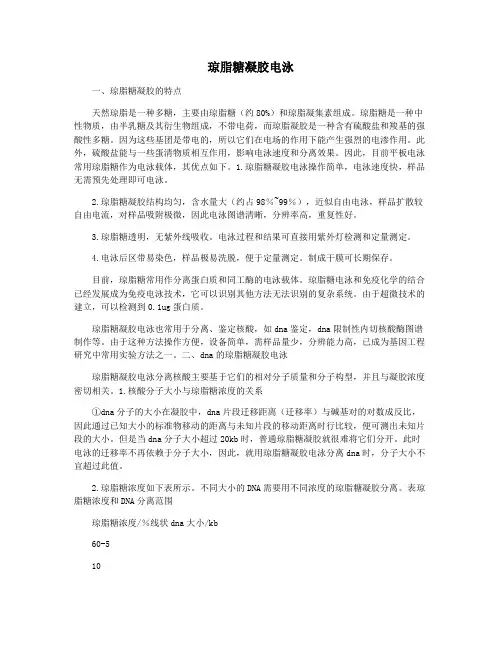 琼脂糖凝胶电泳