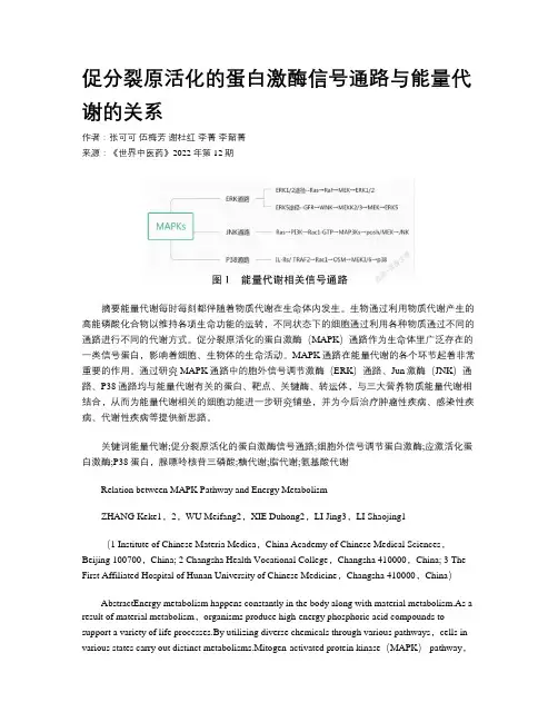 促分裂原活化的蛋白激酶信号通路与能量代谢的关系  