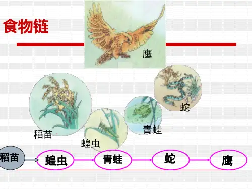 教科版小学科学五年级上册第一单元食物链和食物网课件