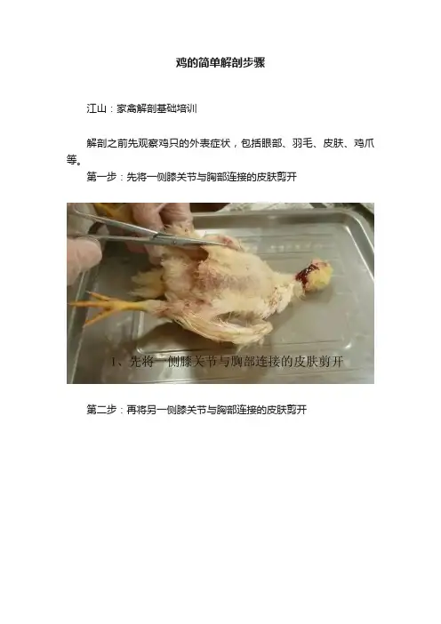 鸡的简单解剖步骤