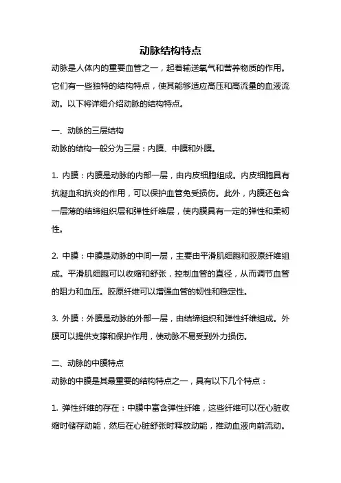 动脉结构特点