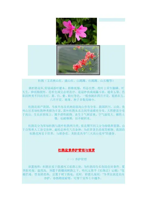 杜鹃