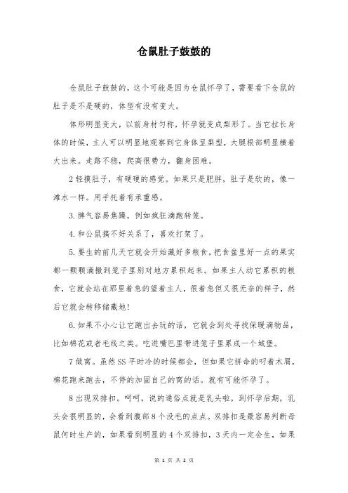 仓鼠肚子鼓鼓的