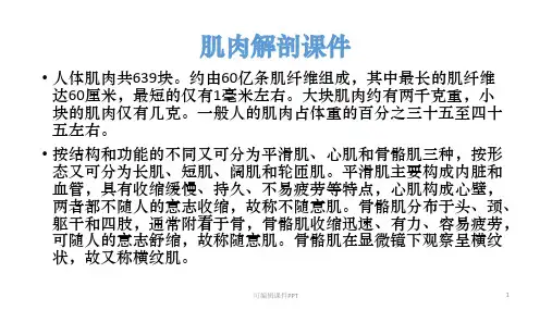 医学-肌肉解剖