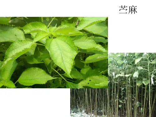 麻织物