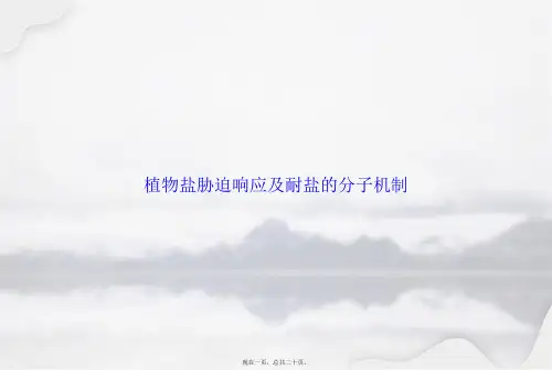 植物盐胁迫响应及耐盐的分子机制2讲课文档
