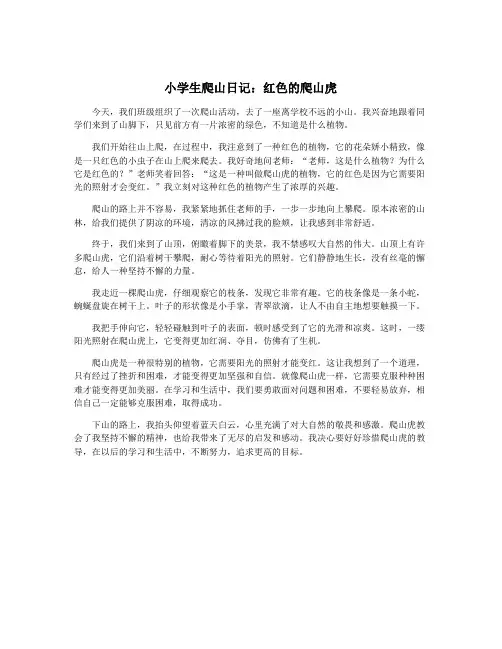 小学生爬山日记：红色的爬山虎