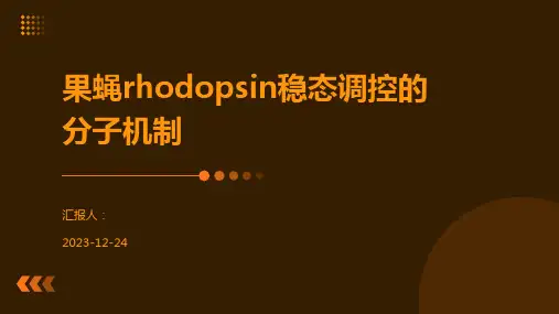 果蝇rhodopsin稳态调控的分子机制