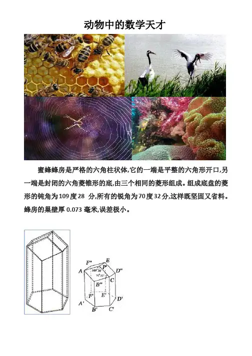 动物中的数学天才