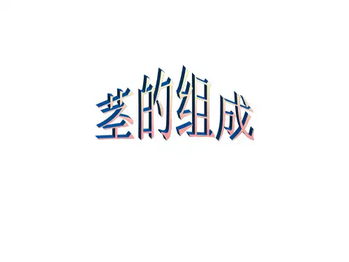 茎的组成
