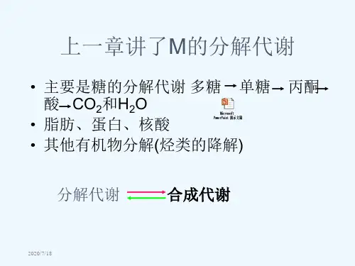 微生物的合成代谢