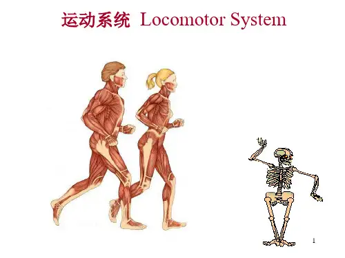 运动系统骨各论PPT课件