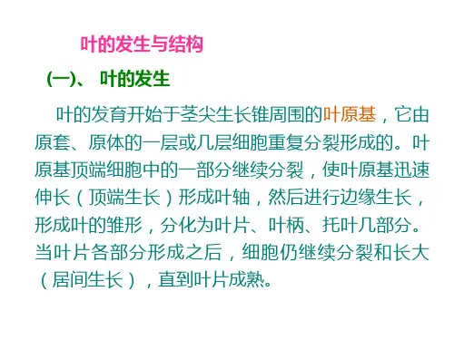 植物学 叶的发生与结构