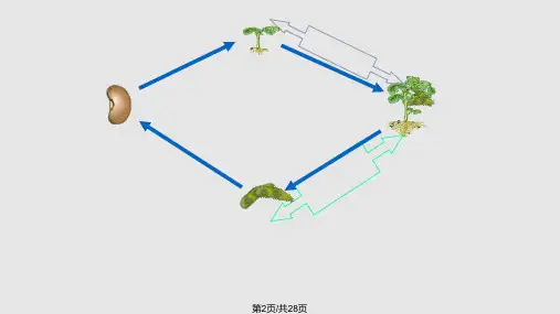 种子萌发形成幼苗时参考课件.pptx