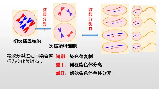 减数分裂异常