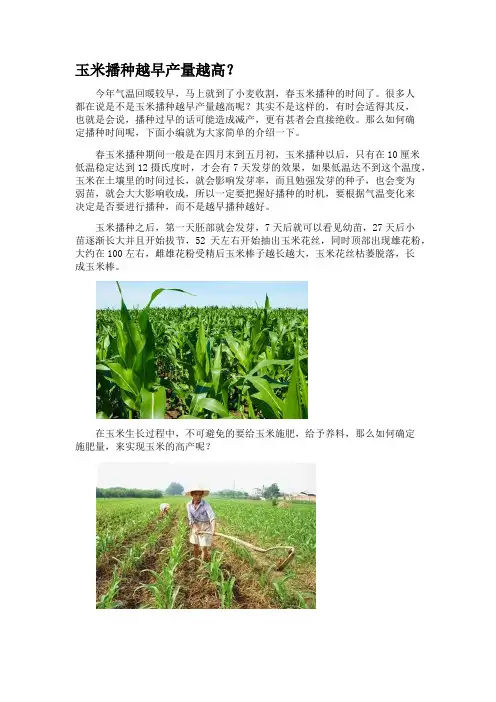 玉米播种时机的选择