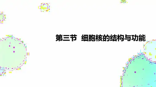 细胞核的结构和功能课件(共28张PPT)高一上学期生物人教版2019必修1