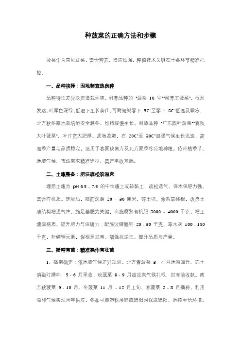 种菠菜的正确方法和步骤