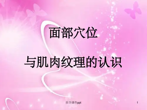 面部穴位与肌肉纹理