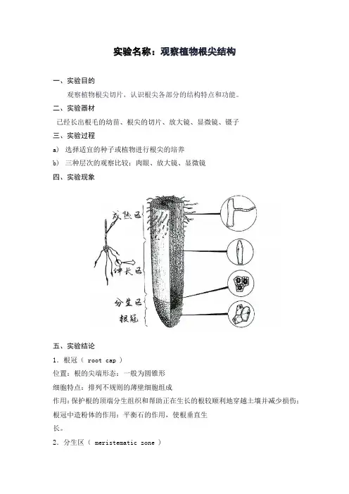 观察植物根尖结构