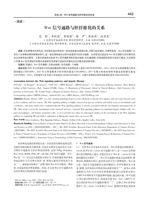 Wnt信号通路与肝纤维化的关系