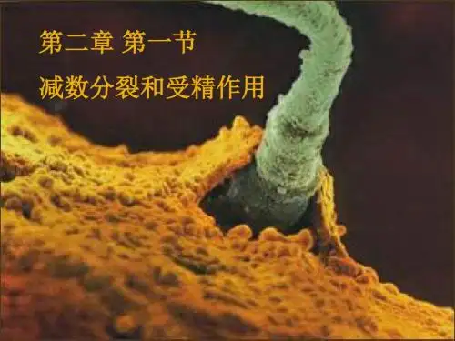 浙科版生物必修2遗传与进化全套课件ppt 教科版9