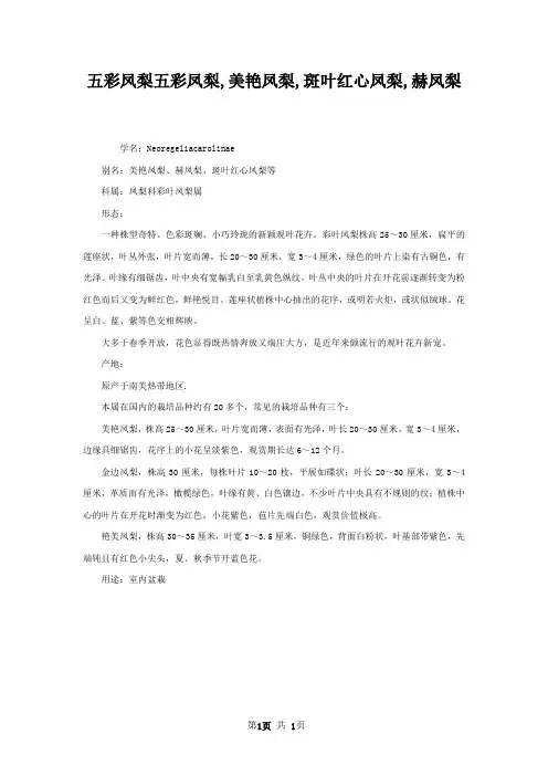 五彩凤梨五彩凤梨,美艳凤梨,斑叶红心凤梨,赫凤梨