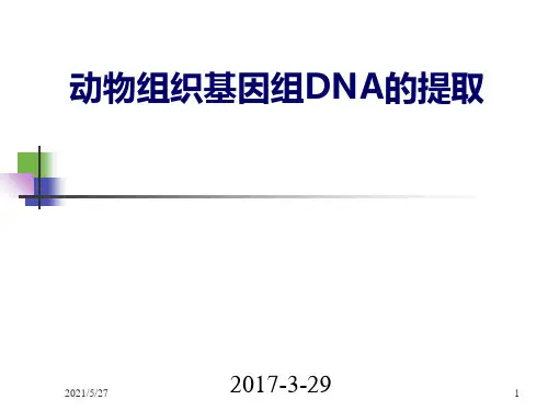 动物组织基因组DNA的提取