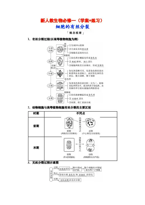 新人教生物必修一(学案+练习)细胞的有丝分裂