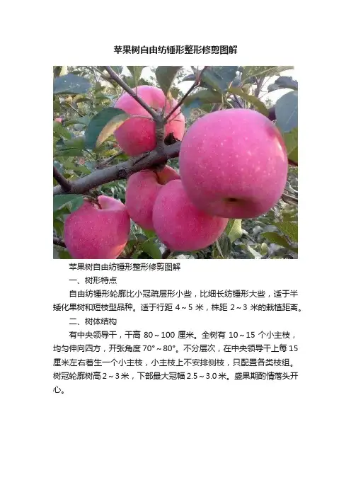 苹果树自由纺锤形整形修剪图解