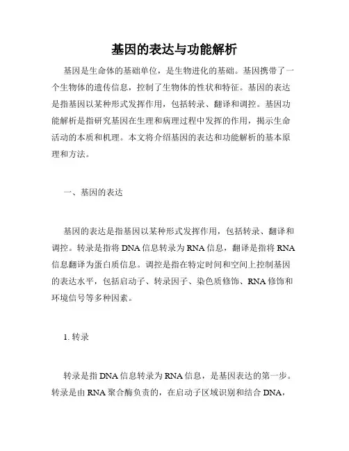 基因的表达与功能解析