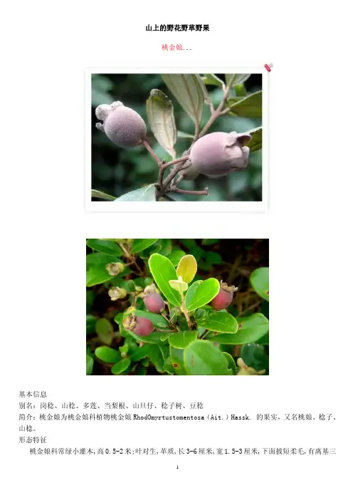 野花野草图文详解