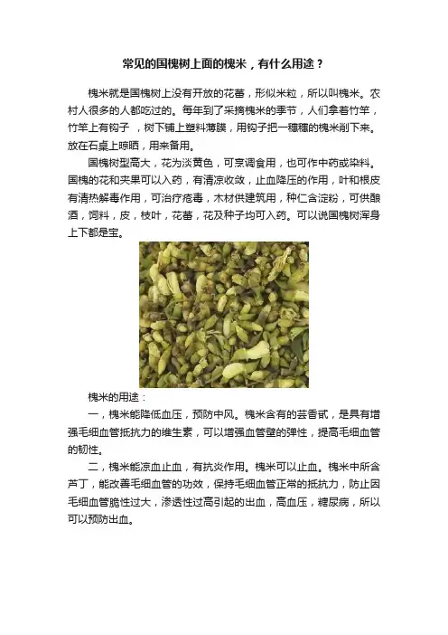 常见的国槐树上面的槐米，有什么用途？