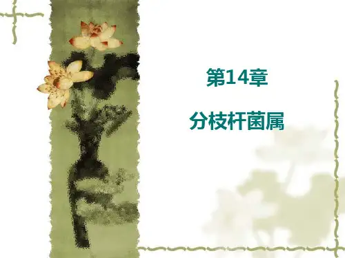 分枝杆菌