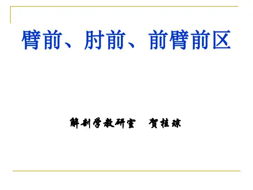局部解剖学05臂前、肘前、前臂前区